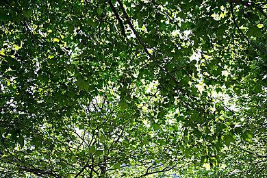 《沙加：Emerald Beyond》PS版白金奖杯玩家诞生 制作人祝贺